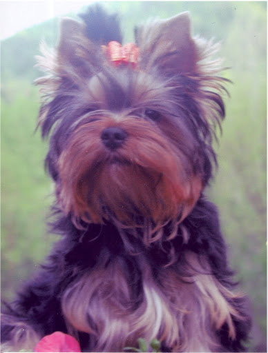 Pet Boarding Service «About Pets Center», reviews and photos, 1604 Conehurst Blvd, Salem, VA 24153, USA