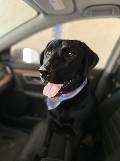 Pet Supply Store «Pet Supply Outlet», reviews and photos, 150 Spaulding Tpke, Portsmouth, NH 03801, USA