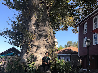 Çınaraltı Kıraathanesi