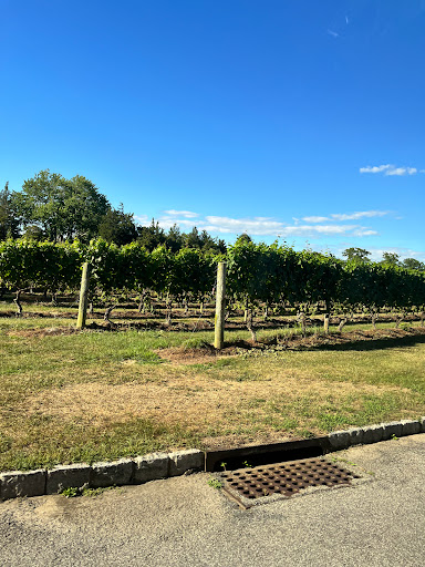 Vineyard «Wölffer Estate Vineyard», reviews and photos, 139 Sagg Rd, Sagaponack, NY 11962, USA