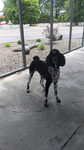 Pet Grooming by Caitlyn Larson