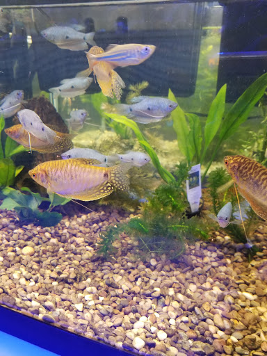 Pet Store «Tanks A Lot Aquariums», reviews and photos, 6680 Lantana Rd, Lake Worth, FL 33467, USA
