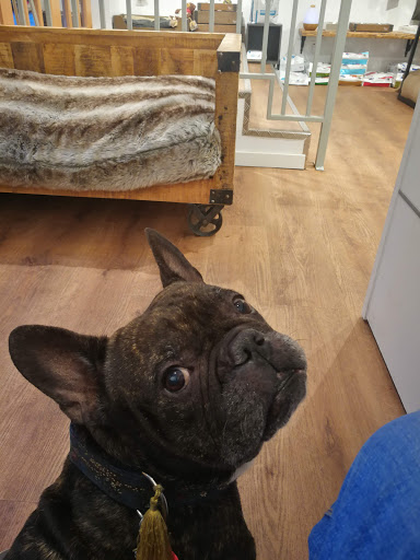 Caservet Zurbano - Clínica Veterinaria en Madrid