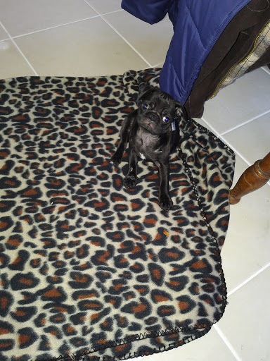 Pet Store «Park Avenue Birds & Pet Supply», reviews and photos, 120 W Center St, West Bridgewater, MA 02379, USA