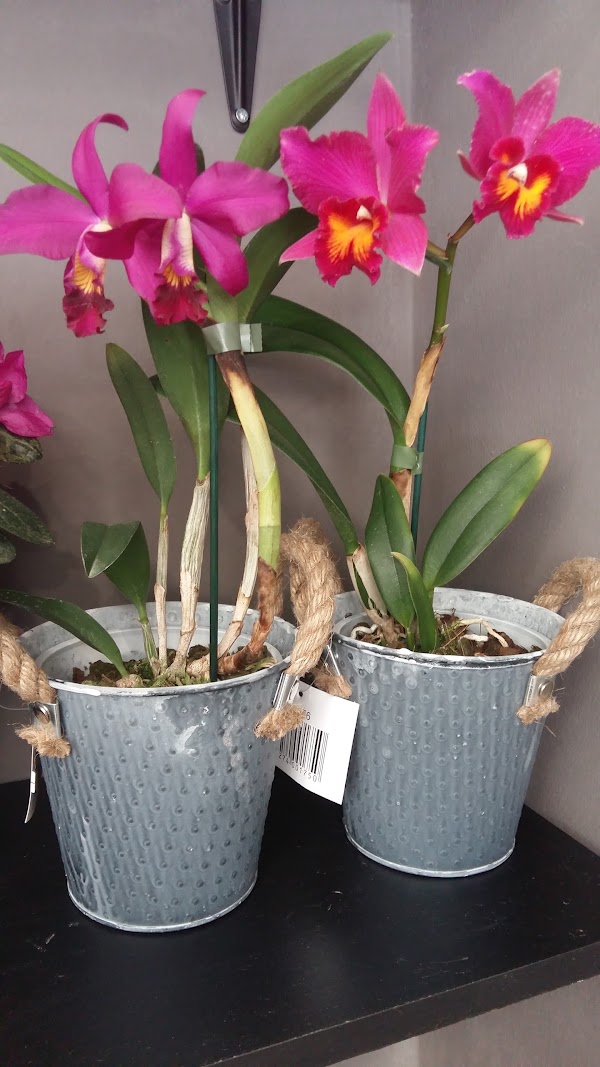 Imagen de ARLETT ARTESANIA FLORAL - Floristerías Alicante-Tienda Online (13 de 20)