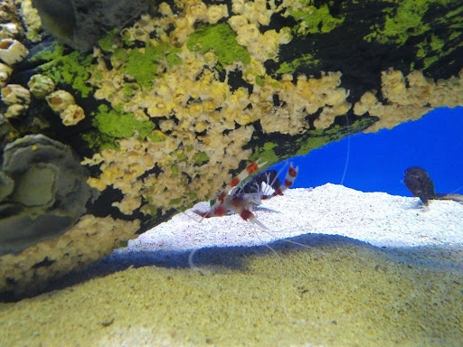 Aquarium «North Carolina Aquarium at Pine Knoll Shores», reviews and photos, 1 Roosevelt Blvd, Pine Knoll Shores, NC 28512, USA