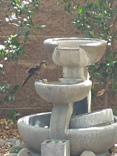 Social Services Organization «The Shade Tree», reviews and photos