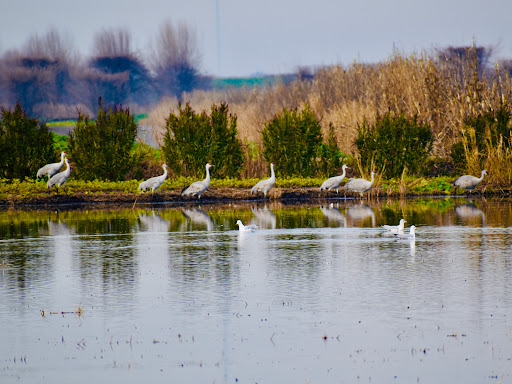 Nature Preserve «Woodbridge Ecological Reserve», reviews and photos, 7730 W Woodbridge Rd, Lodi, CA 95242, USA