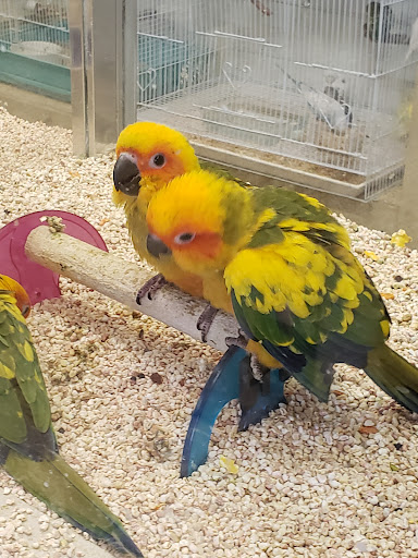 Pet Store «Fosters Exotic Pet Center», reviews and photos, 40116 US Hwy 19 N, Tarpon Springs, FL 34689, USA