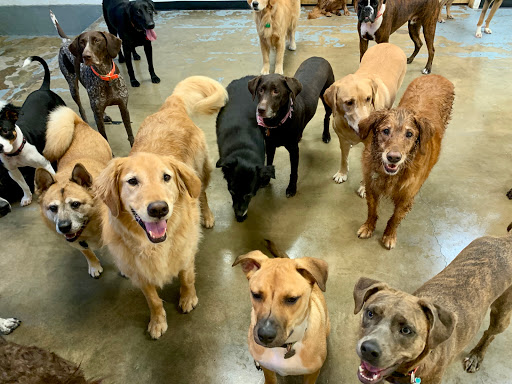 Austin Dogtown Boarding & Daycare