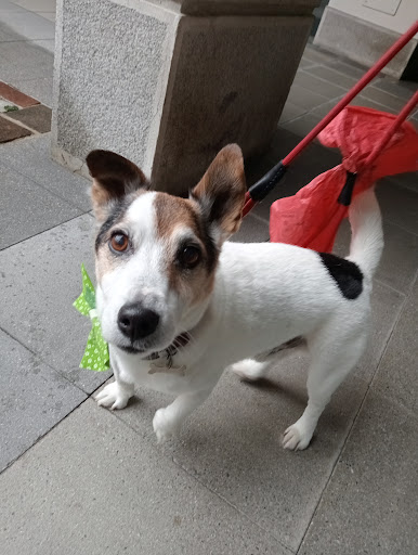 Pensioni per cani e dog hotel a Pet Zone - Toelettatura e Animal Care