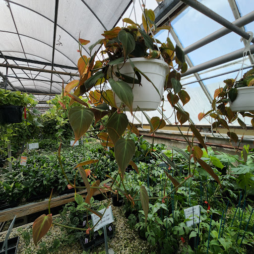 Florist «Radebaugh Florist and Greenhouses», reviews and photos, 120 Burke Ave, Towson, MD 21286, USA