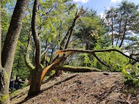 大芝公園 テニスコート場