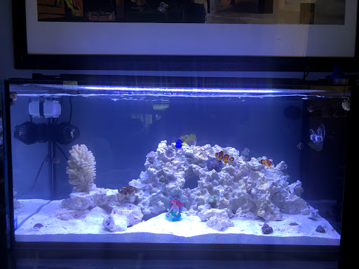 Aquarium «Aquatic Jewels», reviews and photos, 2141 Stirling Rd, Fort Lauderdale, FL 33312, USA