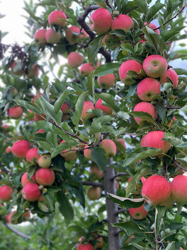 Produce Market «Race Farm», reviews and photos, 87 Belcher Rd, Blairstown, NJ 07825, USA