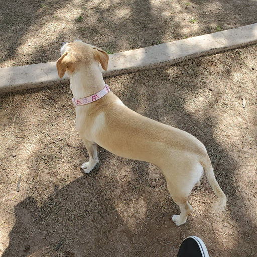 Miko's Corner Playground Dog Park