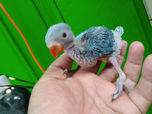 Pet Store «Inez Pet Shop», reviews and photos, 3825 Whittier Blvd, Los Angeles, CA 90023, USA