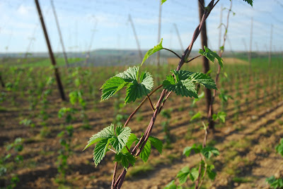 Comptoir agricole | BRUMATH - Houblons à Brumath