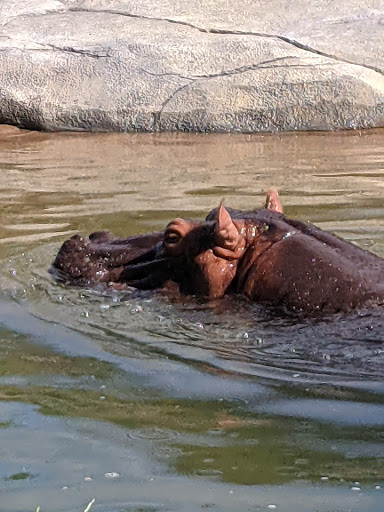 Zoo «Dallas Zoological Society», reviews and photos, 650 S R L Thornton Fwy, Dallas, TX 75203, USA