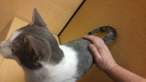 Pet Supply Store «PetSmart», reviews and photos, 1042 Fairplain Dr, Benton Harbor, MI 49022, USA