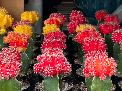 Home Improvement Store «The Home Depot», reviews and photos, 2750 Crow Canyon Rd, San Ramon, CA 94583, USA