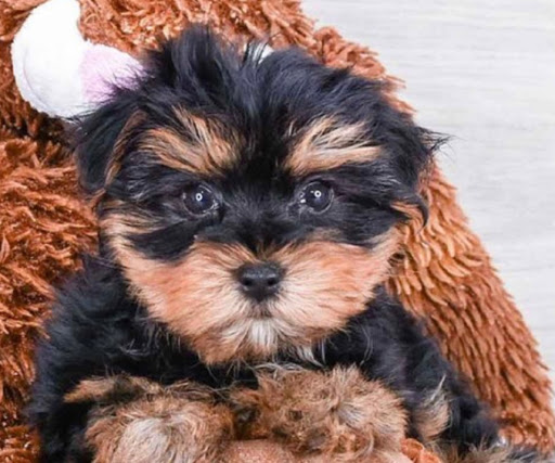 Pet Store «Pet Express», reviews and photos, 100 Independence Way, Danvers, MA 01923, USA