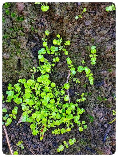 Nature Preserve «UC Davis - Stebbins Cold Canyon Natural Reserve», reviews and photos, CA-128, Winters, CA 95694, USA
