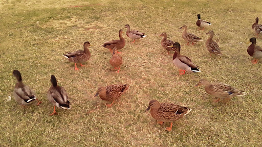 Park «Paradise Valley Park», reviews and photos, 17642 N 40th St, Phoenix, AZ 85032, USA