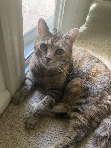 Anthony Animal Clinic image