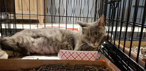 Pet Supply Store «PetSmart», reviews and photos, 12971 Fair Lakes Pkwy, Fairfax, VA 22033, USA