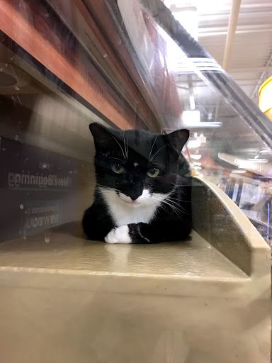 Pet Supply Store «PetSmart», reviews and photos, 10 Hazard Ave, Enfield, CT 06082, USA