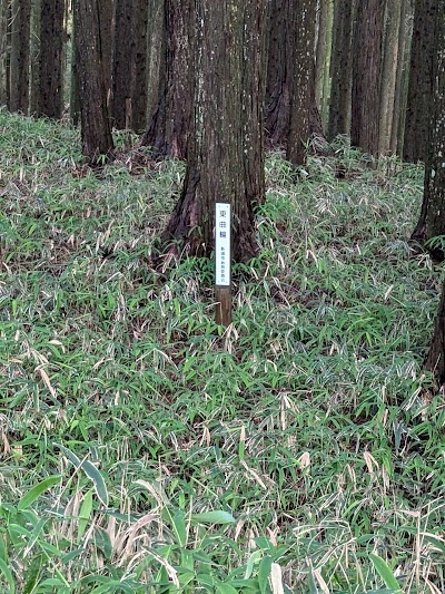 亀山城址 東曲輪
