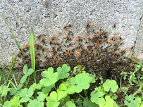 Fly Tech Extermination - Photo 3 - Car repair in , Rochester