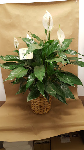 Florist «Price Davis Florist», reviews and photos, 1166 Burke St, Winston-Salem, NC 27101, USA