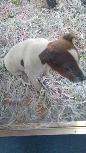 Pet Store «V.I. Pets», reviews and photos, 11975 E Lakewood Blvd, Holland, MI 49424, USA