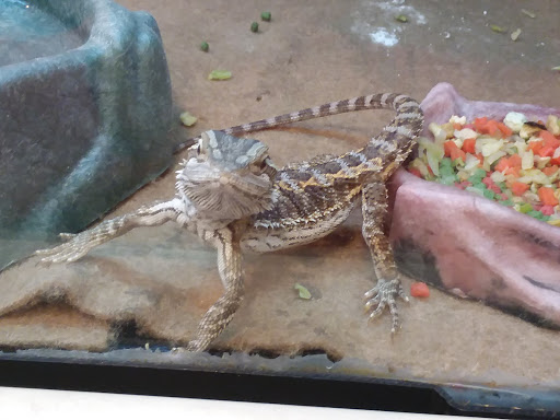 Pet Supply Store «PetSmart», reviews and photos, 13000 Aurora Ave N, Seattle, WA 98133, USA