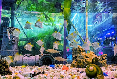 Jal Sansar fish aquarium