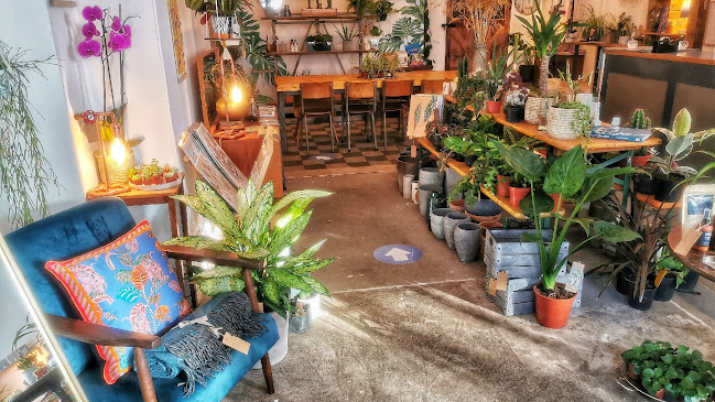 Reviews of Understory Houseplants and Gifts in Brighton - Florist