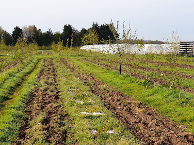 Centre de Recherche Expériemental pour l'Agroforesterie Fruitière et les Trognes(CREAFRUIT) à Le Castelet