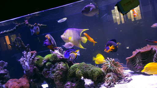 Pet Store «Sho Tank Aquariums», reviews and photos, 433 N Lake St, Mundelein, IL 60060, USA