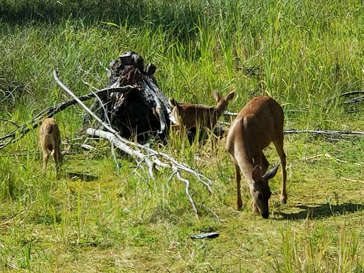 Park «Tualatin Hills Nature Park», reviews and photos, 15655 SW Millikan Way, Beaverton, OR 97006, USA