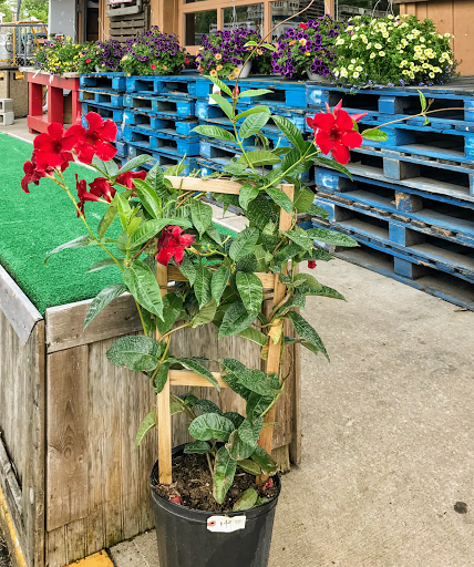 Florist «Sunshine Flowers», reviews and photos, 4509 Rainbow Blvd, Kansas City, KS 66103, USA