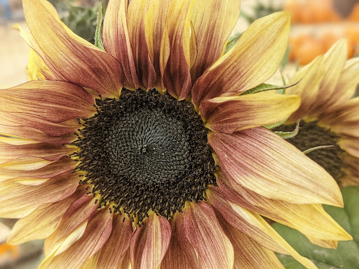 Pumpkin Patch «Spina Farms», reviews and photos, Santa Teresa Blvd, Morgan Hill, CA 95037, USA