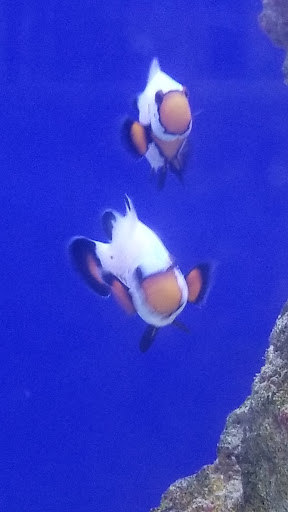 Pet Supply Store «New Wave Aquaria», reviews and photos, 14100 23rd Ave N, Minneapolis, MN 55447, USA