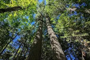 Estivant Pines Wilderness Nature Sanctuary image