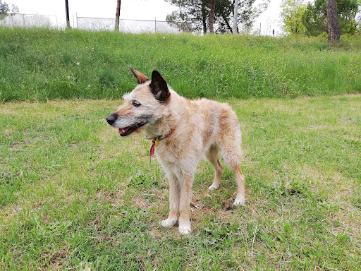 Centro Veterinario Plaça Catalunya en Manresa