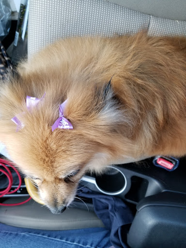 Pet Supply Store «PetSmart», reviews and photos, 13337 Worth Ave, Woodbridge, VA 22192, USA