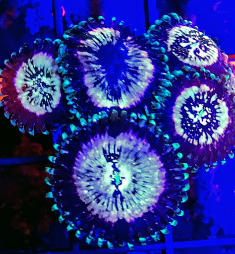 Aquarium «Neptunes Aquariums», reviews and photos, 5329 W 20th Ave, Hialeah, FL 33012, USA