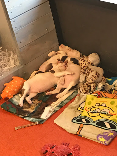 Pet Supply Store «Pet Care Depot», reviews and photos, 1598 NY-112, Medford, NY 11763, USA