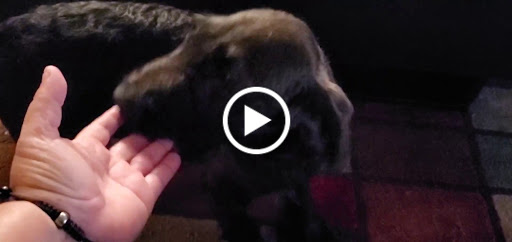 Cleaning Service «Any House Cleaning Services», reviews and photos, 559 Symphony Pl, Davenport, FL 33896, USA